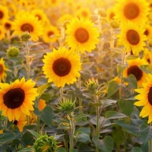 Hi I’m Makaylla all offers are considered